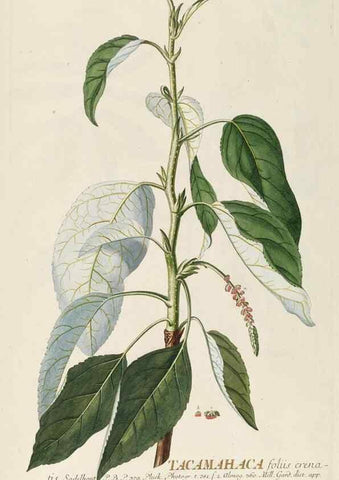 Reproducción/Reproduction 8050621792: Plantae selectae quarum imagines ad exemplaria naturalia Londini, in hortis curiosorum nutrita. [S.l. :s.n.],1750-1773.
