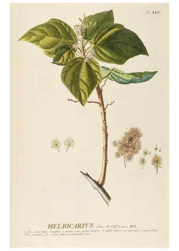 Reproducción/Reproduction 8050620544: Plantae selectae quarum imagines ad exemplaria naturalia Londini, in hortis curiosorum nutrita. [S.l. :s.n.],1750-1773.