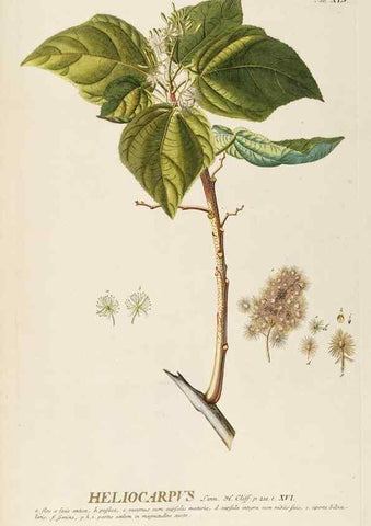 Reproducción/Reproduction 8050620544: Plantae selectae quarum imagines ad exemplaria naturalia Londini, in hortis curiosorum nutrita. [S.l. :s.n.],1750-1773.