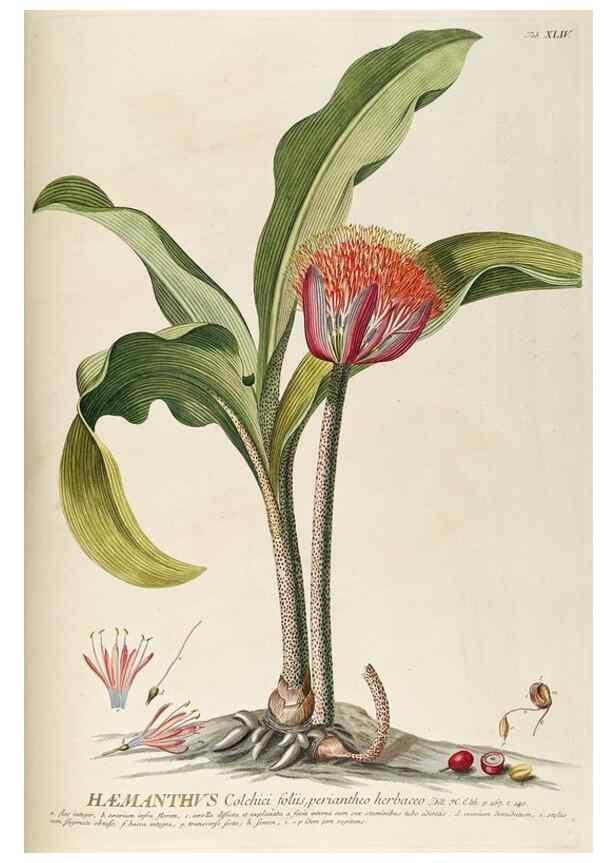 Reproducción/Reproduction 8050619914: Plantae selectae quarum imagines ad exemplaria naturalia Londini, in hortis curiosorum nutrita. [S.l. :s.n.],1750-1773.
