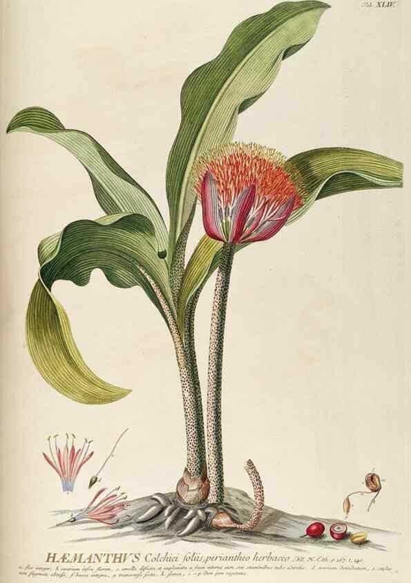 Reproducción/Reproduction 8050619914: Plantae selectae quarum imagines ad exemplaria naturalia Londini, in hortis curiosorum nutrita. [S.l. :s.n.],1750-1773.