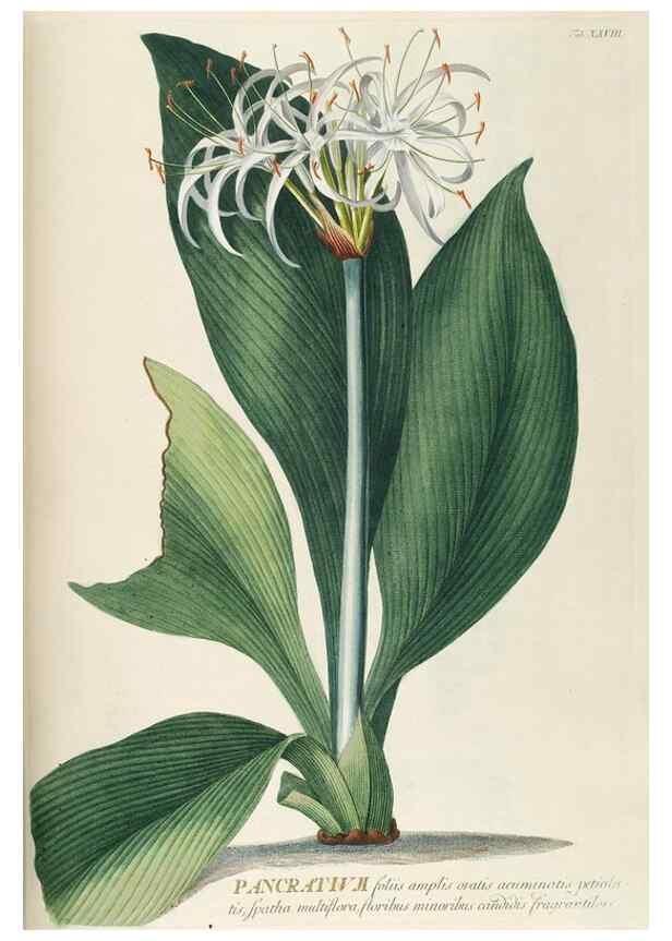 Reproducción/Reproduction 8050608922: Plantae selectae quarum imagines ad exemplaria naturalia Londini, in hortis curiosorum nutrita. [S.l. :s.n.],1750-1773.