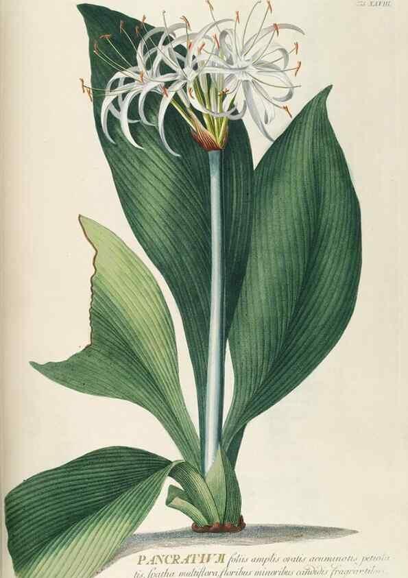 Reproducción/Reproduction 8050608922: Plantae selectae quarum imagines ad exemplaria naturalia Londini, in hortis curiosorum nutrita. [S.l. :s.n.],1750-1773.