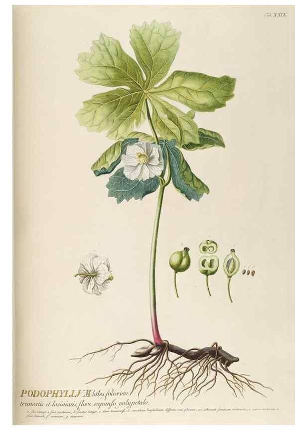 Reproducción/Reproduction 8050603935: Plantae selectae quarum imagines ad exemplaria naturalia Londini, in hortis curiosorum nutrita. [S.l. :s.n.],1750-1773.