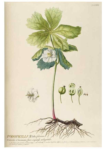 Reproducción/Reproduction 8050603935: Plantae selectae quarum imagines ad exemplaria naturalia Londini, in hortis curiosorum nutrita. [S.l. :s.n.],1750-1773.