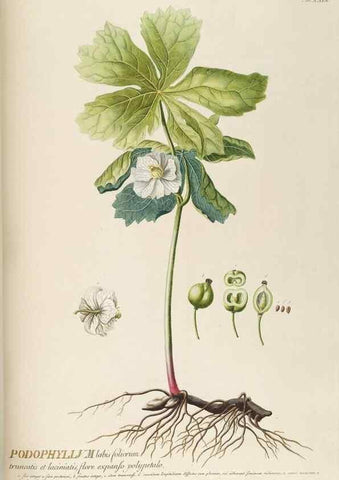 Reproducción/Reproduction 8050603935: Plantae selectae quarum imagines ad exemplaria naturalia Londini, in hortis curiosorum nutrita. [S.l. :s.n.],1750-1773.