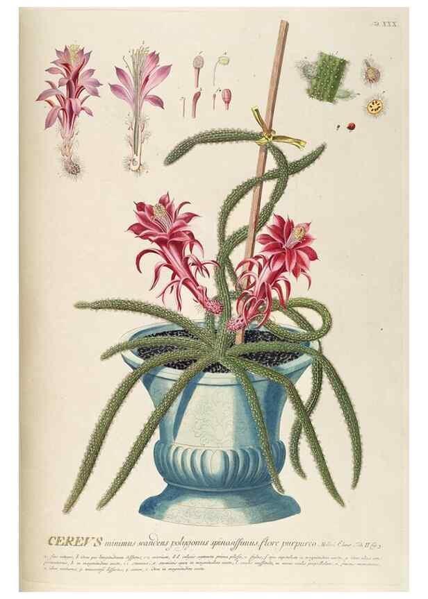 Reproducción/Reproduction 8050609912: Plantae selectae quarum imagines ad exemplaria naturalia Londini, in hortis curiosorum nutrita. [S.l. :s.n.],1750-1773.