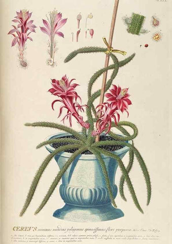 Reproducción/Reproduction 8050609912: Plantae selectae quarum imagines ad exemplaria naturalia Londini, in hortis curiosorum nutrita. [S.l. :s.n.],1750-1773.
