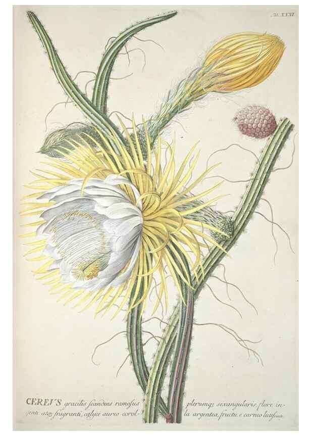 Reproducción/Reproduction 8050610808: Plantae selectae quarum imagines ad exemplaria naturalia Londini, in hortis curiosorum nutrita. [S.l. :s.n.],1750-1773.