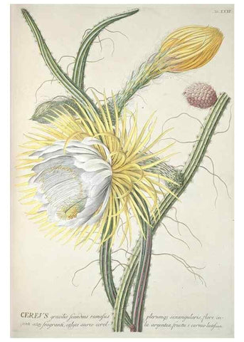 Reproducción/Reproduction 8050610808: Plantae selectae quarum imagines ad exemplaria naturalia Londini, in hortis curiosorum nutrita. [S.l. :s.n.],1750-1773.