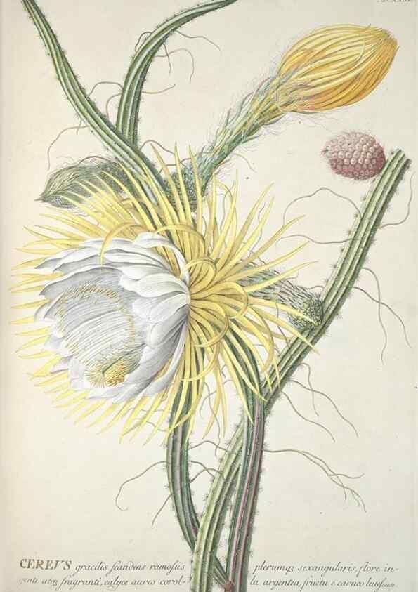 Reproducción/Reproduction 8050610808: Plantae selectae quarum imagines ad exemplaria naturalia Londini, in hortis curiosorum nutrita. [S.l. :s.n.],1750-1773.