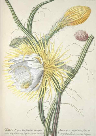 Reproducción/Reproduction 8050610808: Plantae selectae quarum imagines ad exemplaria naturalia Londini, in hortis curiosorum nutrita. [S.l. :s.n.],1750-1773.