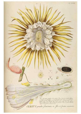 Reproducción/Reproduction 8050611410: Plantae selectae quarum imagines ad exemplaria naturalia Londini, in hortis curiosorum nutrita. [S.l. :s.n.],1750-1773.