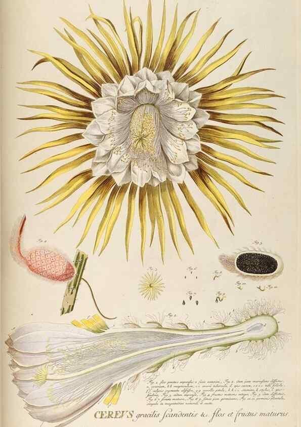 Reproducción/Reproduction 8050611410: Plantae selectae quarum imagines ad exemplaria naturalia Londini, in hortis curiosorum nutrita. [S.l. :s.n.],1750-1773.