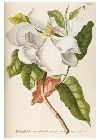 Reproducción/Reproduction 8050606853: Plantae selectae quarum imagines ad exemplaria naturalia Londini, in hortis curiosorum nutrita. [S.l. :s.n.],1750-1773.