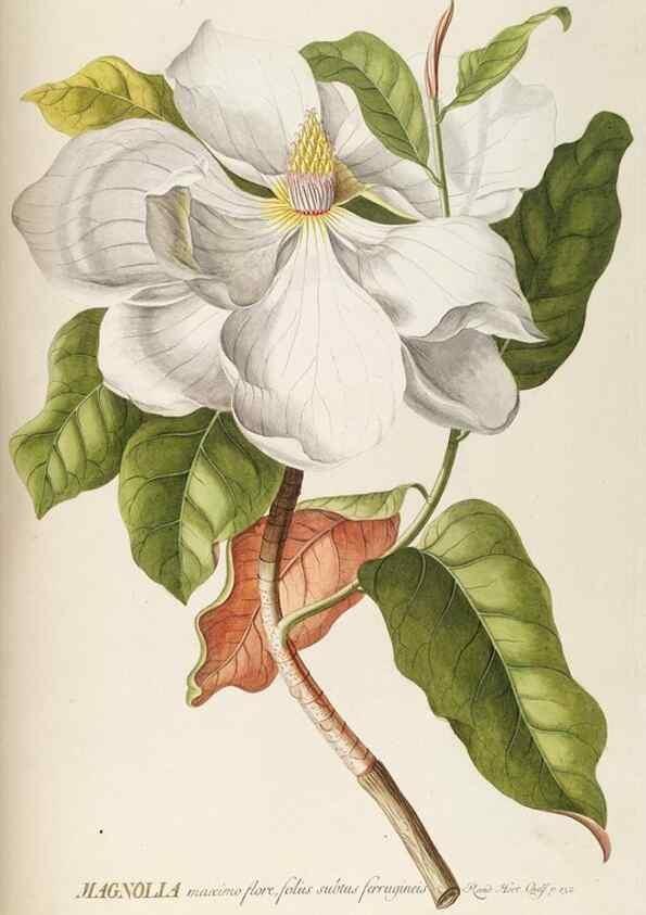 Reproducción/Reproduction 8050606853: Plantae selectae quarum imagines ad exemplaria naturalia Londini, in hortis curiosorum nutrita. [S.l. :s.n.],1750-1773.