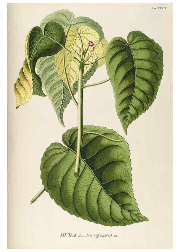 Reproducción/Reproduction 8050612824: Plantae selectae quarum imagines ad exemplaria naturalia Londini, in hortis curiosorum nutrita. [S.l. :s.n.],1750-1773.