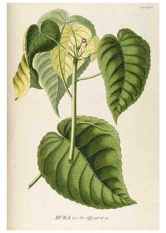 Reproducción/Reproduction 8050612824: Plantae selectae quarum imagines ad exemplaria naturalia Londini, in hortis curiosorum nutrita. [S.l. :s.n.],1750-1773.
