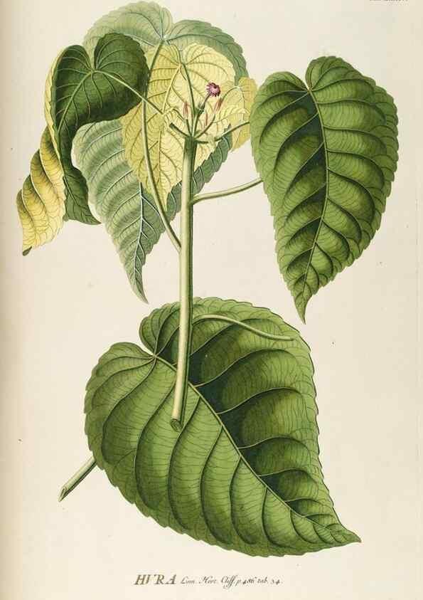 Reproducción/Reproduction 8050612824: Plantae selectae quarum imagines ad exemplaria naturalia Londini, in hortis curiosorum nutrita. [S.l. :s.n.],1750-1773.