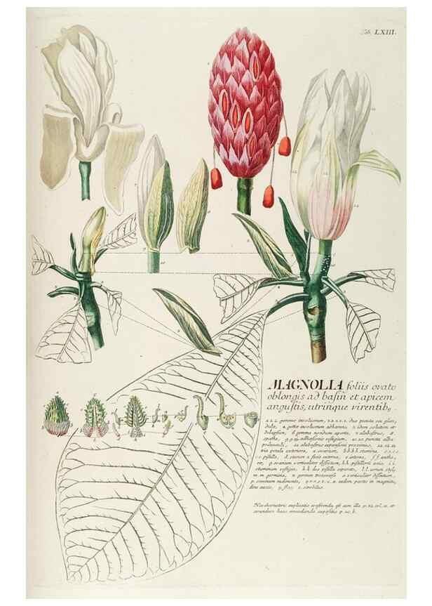 Reproducción/Reproduction 8050628753: Plantae selectae quarum imagines ad exemplaria naturalia Londini, in hortis curiosorum nutrita. [S.l. :s.n.],1750-1773.