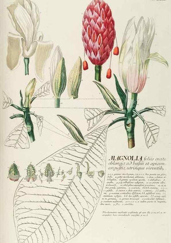 Reproducción/Reproduction 8050628753: Plantae selectae quarum imagines ad exemplaria naturalia Londini, in hortis curiosorum nutrita. [S.l. :s.n.],1750-1773.