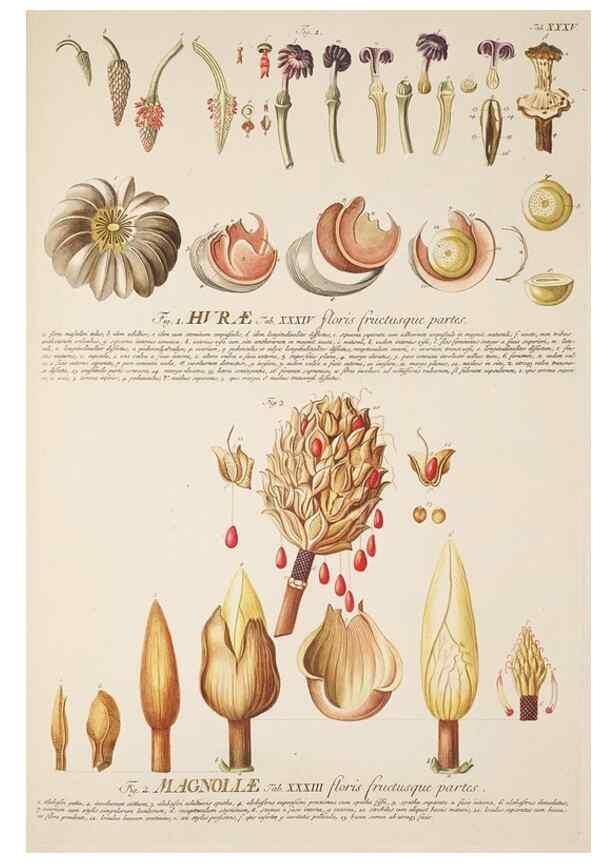 Reproducción/Reproduction 8050608115: Plantae selectae quarum imagines ad exemplaria naturalia Londini, in hortis curiosorum nutrita. [S.l. :s.n.],1750-1773.