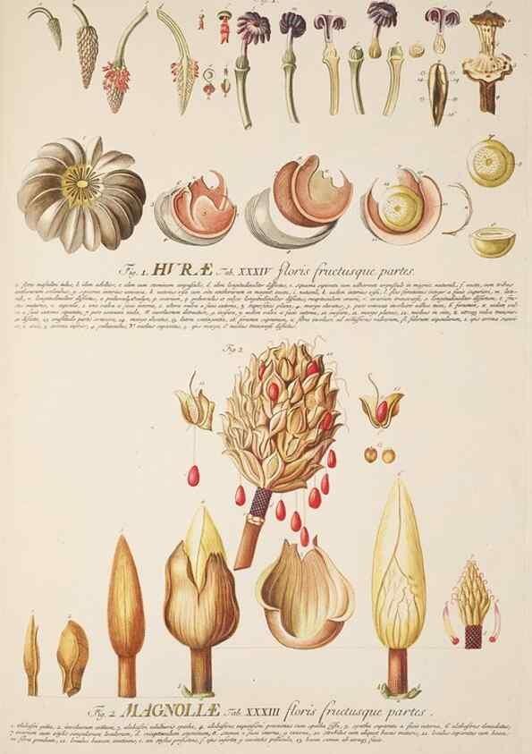 Reproducción/Reproduction 8050608115: Plantae selectae quarum imagines ad exemplaria naturalia Londini, in hortis curiosorum nutrita. [S.l. :s.n.],1750-1773.
