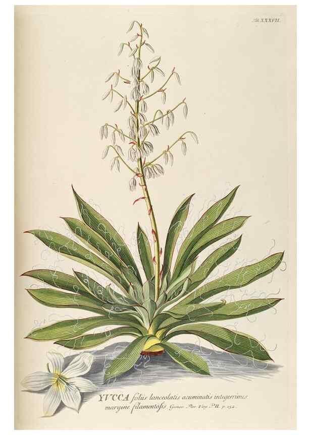 Reproducción/Reproduction 8050614544: Plantae selectae quarum imagines ad exemplaria naturalia Londini, in hortis curiosorum nutrita. [S.l. :s.n.],1750-1773.