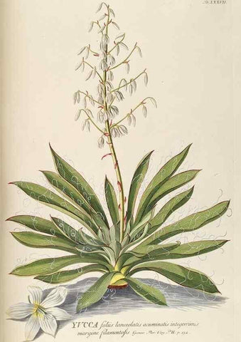 Reproducción/Reproduction 8050614544: Plantae selectae quarum imagines ad exemplaria naturalia Londini, in hortis curiosorum nutrita. [S.l. :s.n.],1750-1773.