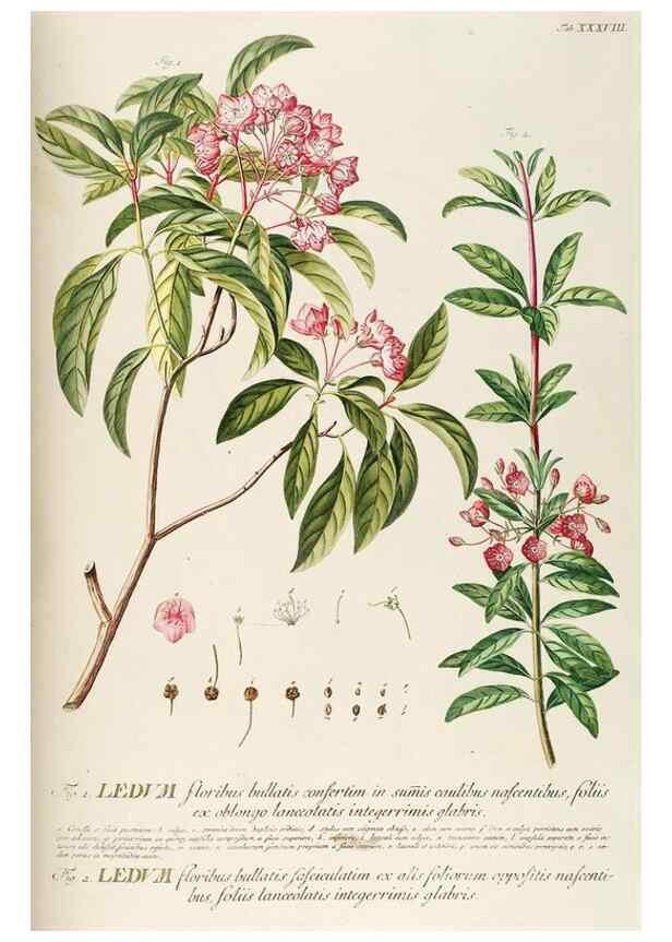 Reproducción/Reproduction 8050610061: Plantae selectae quarum imagines ad exemplaria naturalia Londini, in hortis curiosorum nutrita. [S.l. :s.n.],1750-1773.