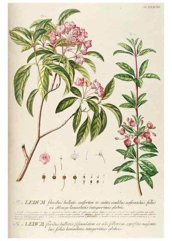 Reproducción/Reproduction 8050610061: Plantae selectae quarum imagines ad exemplaria naturalia Londini, in hortis curiosorum nutrita. [S.l. :s.n.],1750-1773.