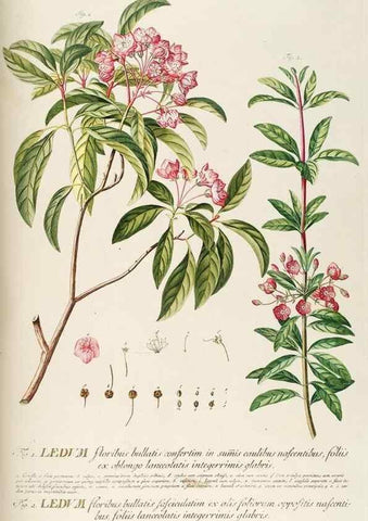 Reproducción/Reproduction 8050610061: Plantae selectae quarum imagines ad exemplaria naturalia Londini, in hortis curiosorum nutrita. [S.l. :s.n.],1750-1773.