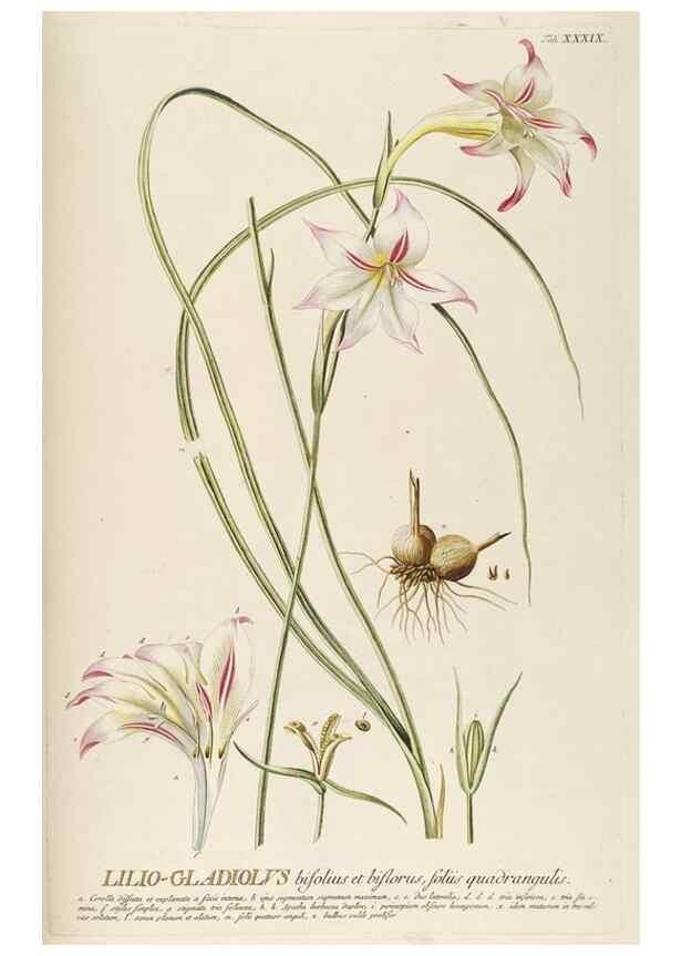 Reproducción/Reproduction 8050616104: Plantae selectae quarum imagines ad exemplaria naturalia Londini, in hortis curiosorum nutrita. [S.l. :s.n.],1750-1773.