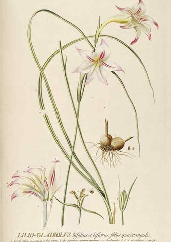 Reproducción/Reproduction 8050616104: Plantae selectae quarum imagines ad exemplaria naturalia Londini, in hortis curiosorum nutrita. [S.l. :s.n.],1750-1773.