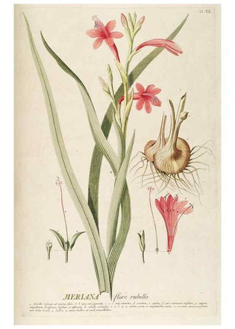 Reproducción/Reproduction 8050617122: Plantae selectae quarum imagines ad exemplaria naturalia Londini, in hortis curiosorum nutrita. [S.l. :s.n.],1750-1773.