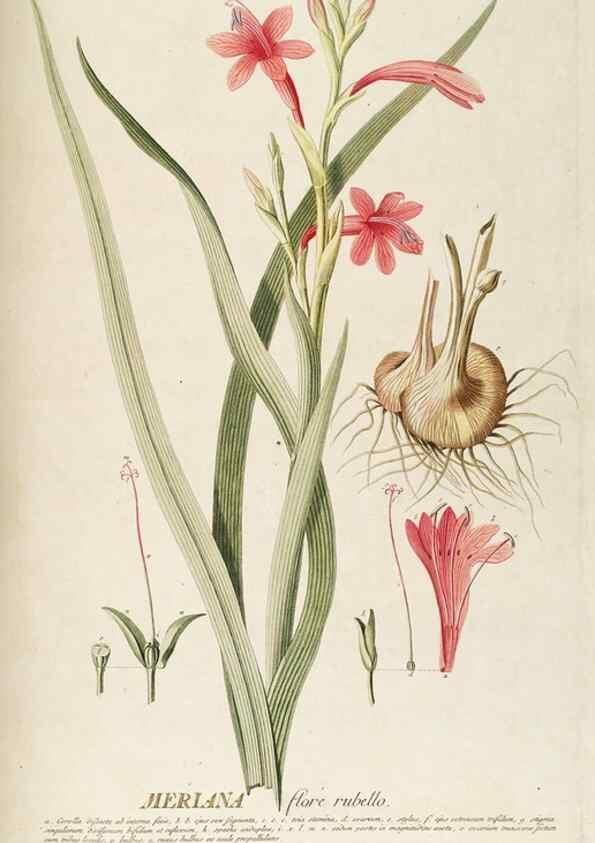 Reproducción/Reproduction 8050617122: Plantae selectae quarum imagines ad exemplaria naturalia Londini, in hortis curiosorum nutrita. [S.l. :s.n.],1750-1773.