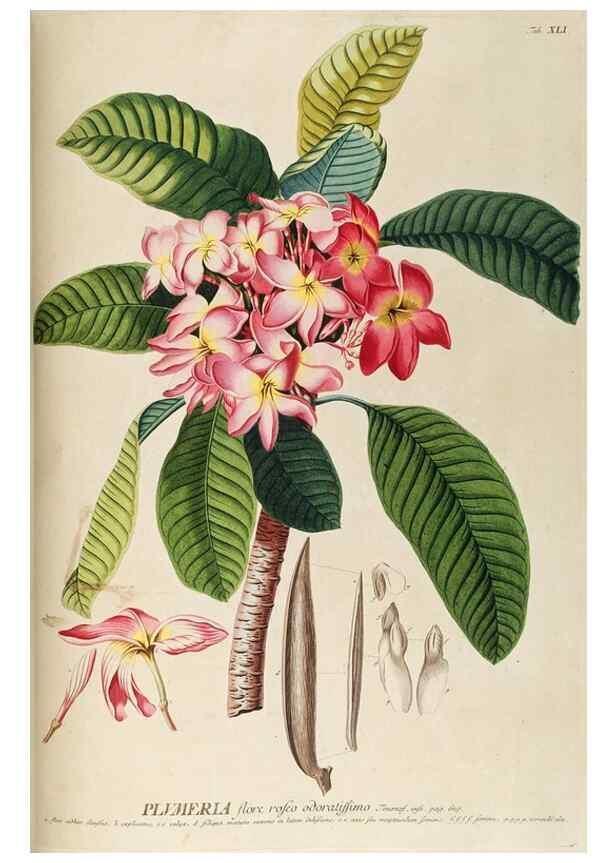 Reproducción/Reproduction 8050617886: Plantae selectae quarum imagines ad exemplaria naturalia Londini, in hortis curiosorum nutrita. [S.l. :s.n.],1750-1773.