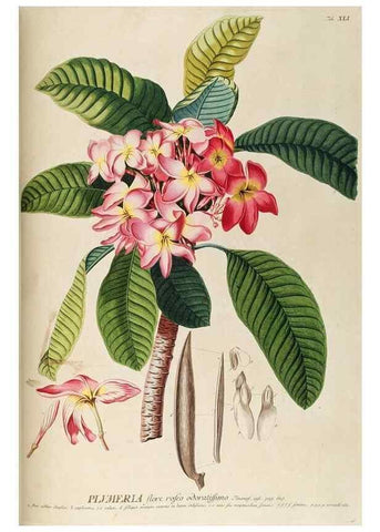 Reproducción/Reproduction 8050617886: Plantae selectae quarum imagines ad exemplaria naturalia Londini, in hortis curiosorum nutrita. [S.l. :s.n.],1750-1773.