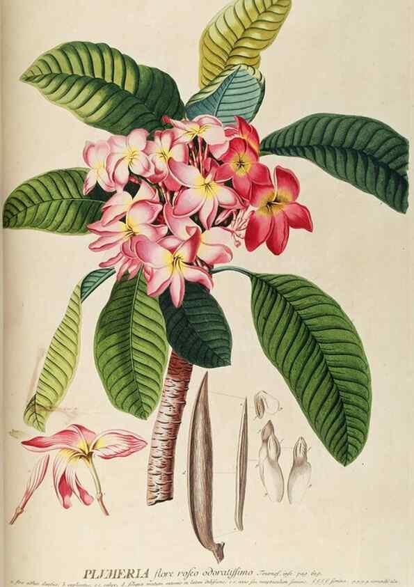 Reproducción/Reproduction 8050617886: Plantae selectae quarum imagines ad exemplaria naturalia Londini, in hortis curiosorum nutrita. [S.l. :s.n.],1750-1773.