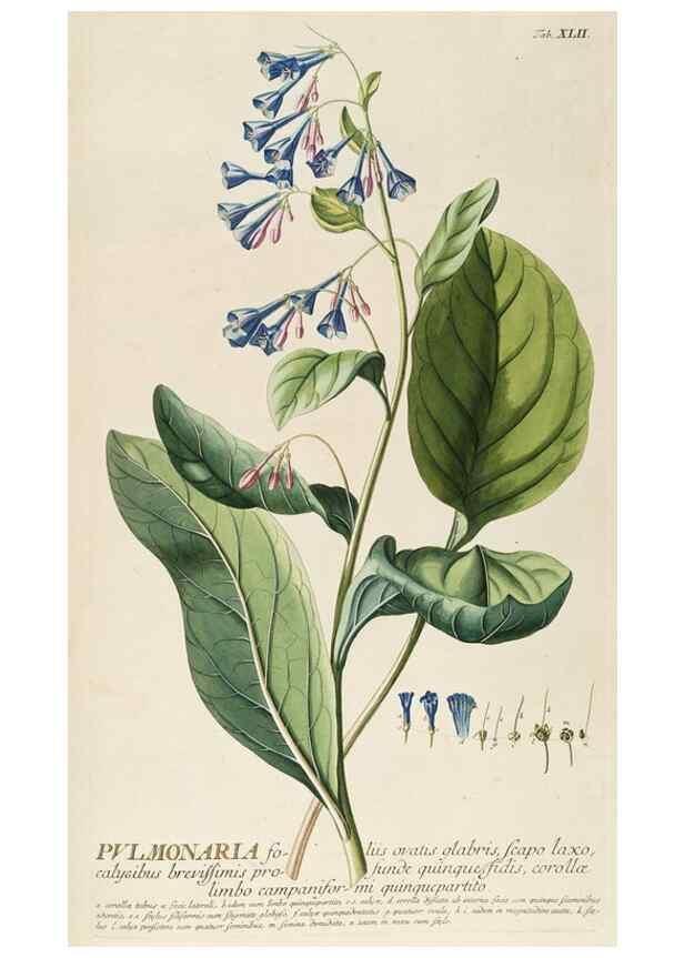 Reproducción/Reproduction 8050618864: Plantae selectae quarum imagines ad exemplaria naturalia Londini, in hortis curiosorum nutrita. [S.l. :s.n.],1750-1773.