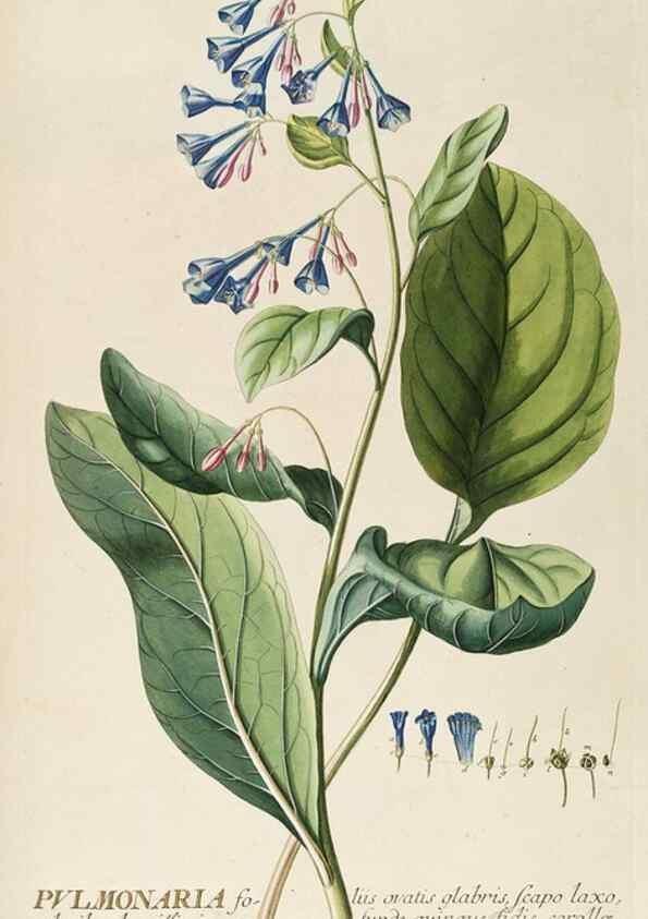 Reproducción/Reproduction 8050618864: Plantae selectae quarum imagines ad exemplaria naturalia Londini, in hortis curiosorum nutrita. [S.l. :s.n.],1750-1773.