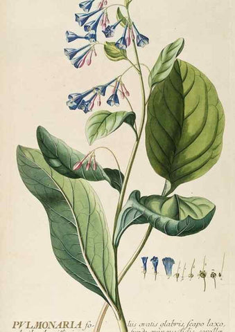 Reproducción/Reproduction 8050618864: Plantae selectae quarum imagines ad exemplaria naturalia Londini, in hortis curiosorum nutrita. [S.l. :s.n.],1750-1773.