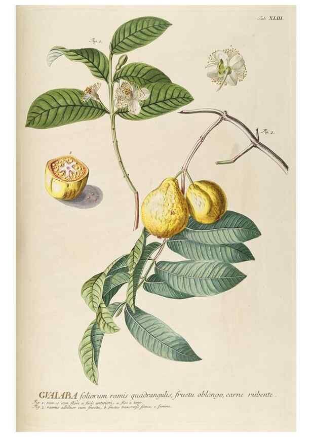 Reproducción/Reproduction 8050614159: Plantae selectae quarum imagines ad exemplaria naturalia Londini, in hortis curiosorum nutrita. [S.l. :s.n.],1750-1773.