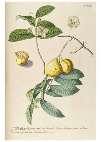 Reproducción/Reproduction 8050614159: Plantae selectae quarum imagines ad exemplaria naturalia Londini, in hortis curiosorum nutrita. [S.l. :s.n.],1750-1773.
