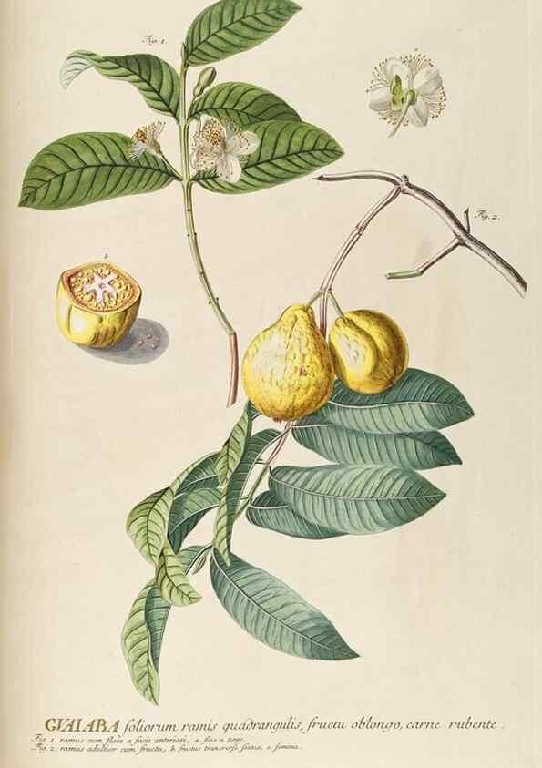 Reproducción/Reproduction 8050614159: Plantae selectae quarum imagines ad exemplaria naturalia Londini, in hortis curiosorum nutrita. [S.l. :s.n.],1750-1773.