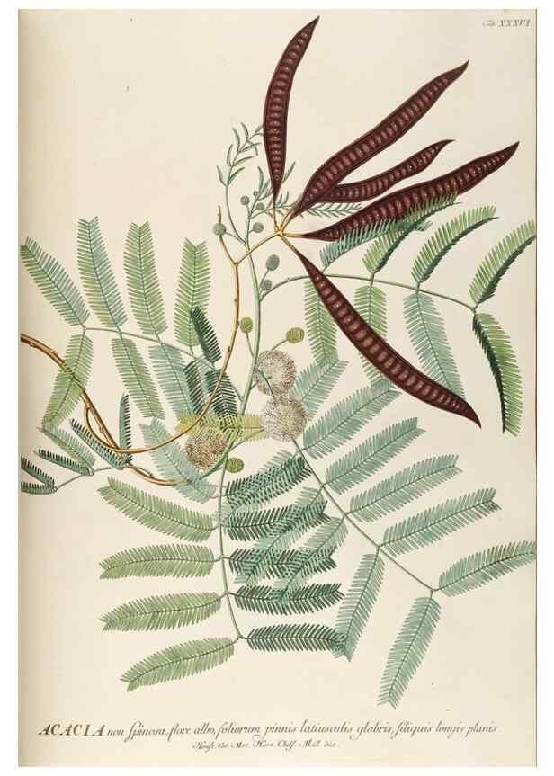 Reproducción/Reproduction 8050608707: Plantae selectae quarum imagines ad exemplaria naturalia Londini, in hortis curiosorum nutrita. [S.l. :s.n.],1750-1773.