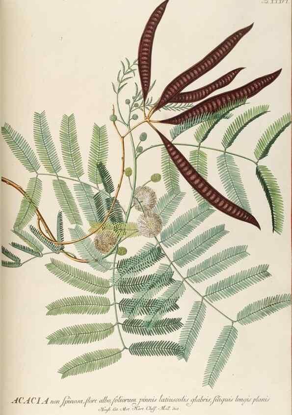 Reproducción/Reproduction 8050608707: Plantae selectae quarum imagines ad exemplaria naturalia Londini, in hortis curiosorum nutrita. [S.l. :s.n.],1750-1773.