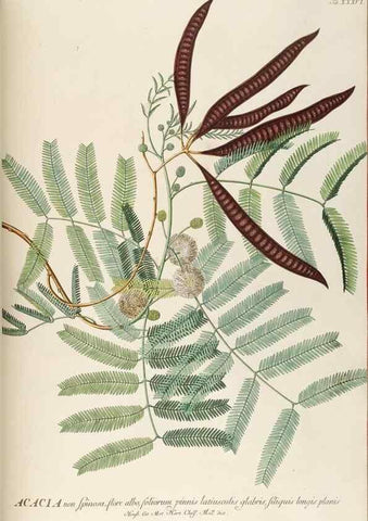 Reproducción/Reproduction 8050608707: Plantae selectae quarum imagines ad exemplaria naturalia Londini, in hortis curiosorum nutrita. [S.l. :s.n.],1750-1773.