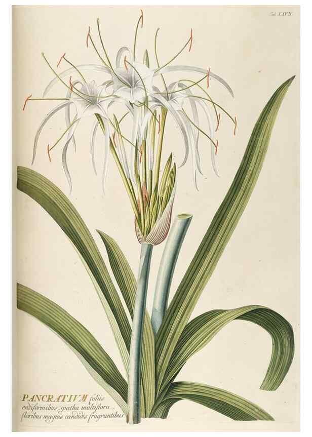 Reproducción/Reproduction 8050608288: Plantae selectae quarum imagines ad exemplaria naturalia Londini, in hortis curiosorum nutrita. [S.l. :s.n.],1750-1773.