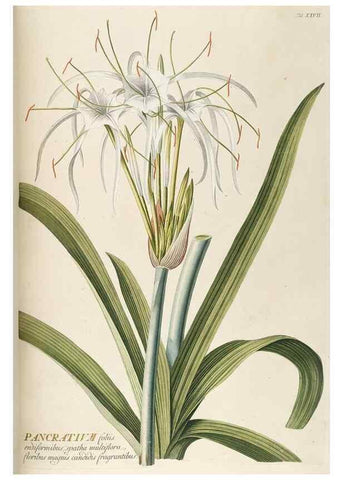 Reproducción/Reproduction 8050608288: Plantae selectae quarum imagines ad exemplaria naturalia Londini, in hortis curiosorum nutrita. [S.l. :s.n.],1750-1773.
